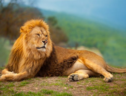 5 outstanding lessons I have learned from THE Lion: Dan Tyre’s Pipeline Generation Bootcamp